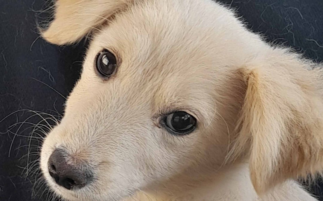 Balu