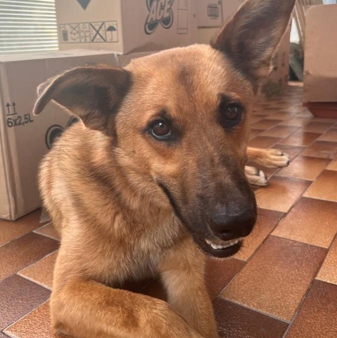 Gino