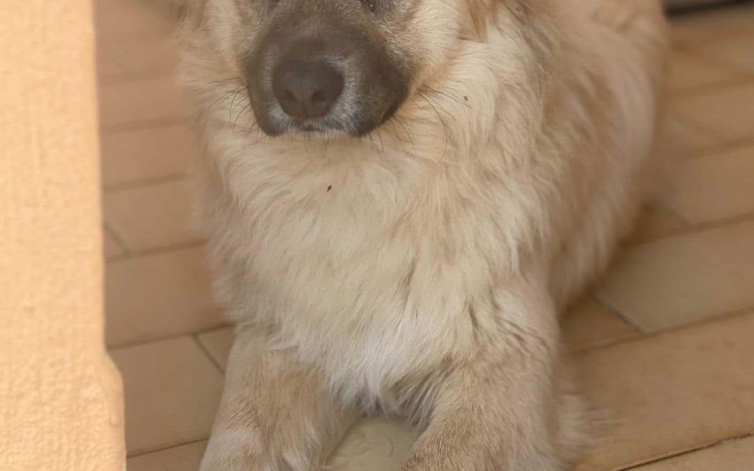 Milo (vormals Nando)