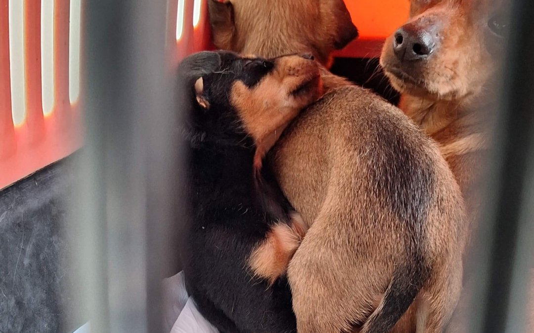 Rettung von Zoe und ihren Babys Step und Joker!