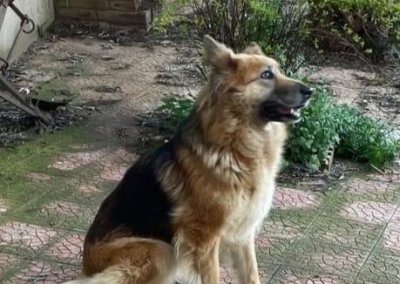 Laika
