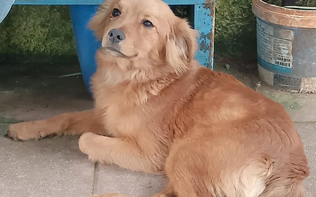 Simba