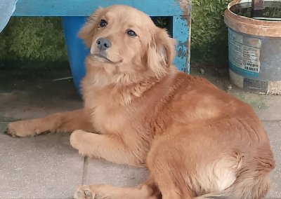 Simba