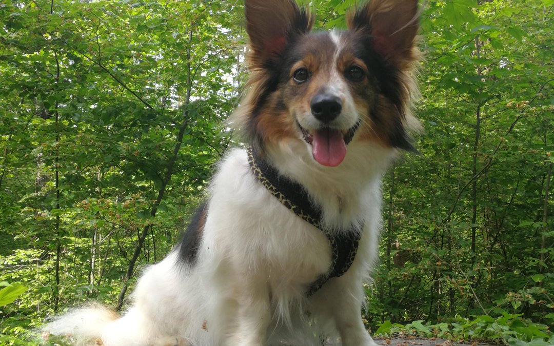 Stella