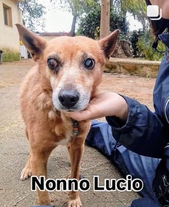Nonno Lucio