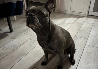 Französische Bulldogge