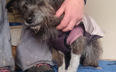 Gespendete Hundeisolationsmatten