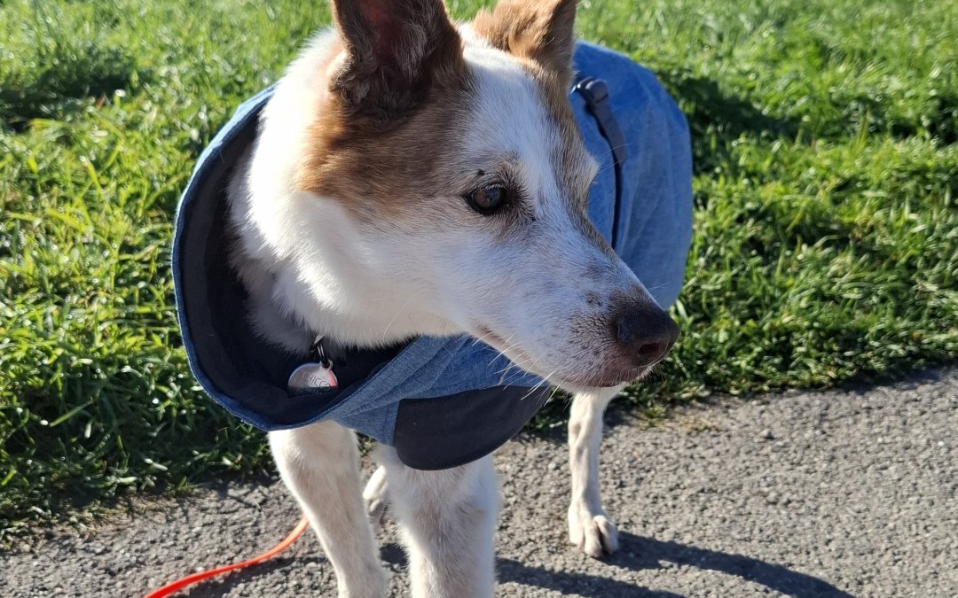 Chicco