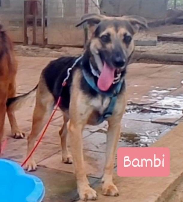 Bambi