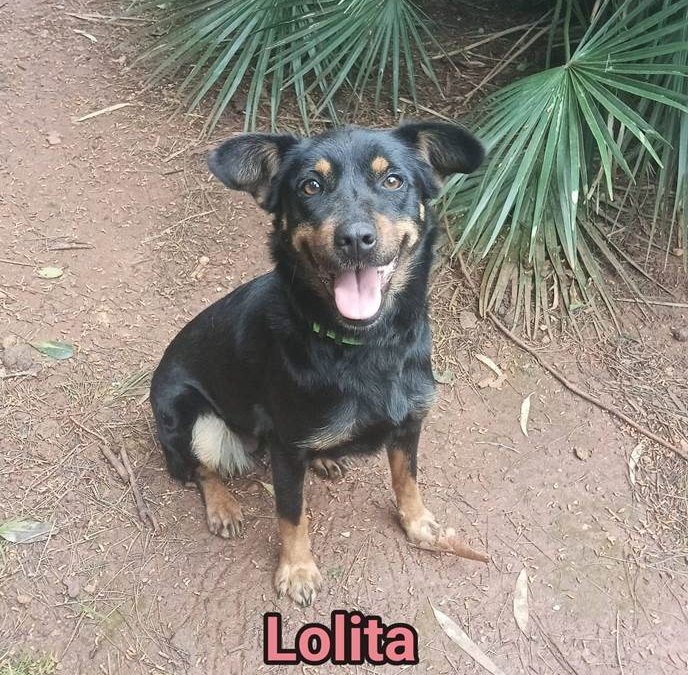 Lolita