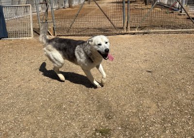 Oscar