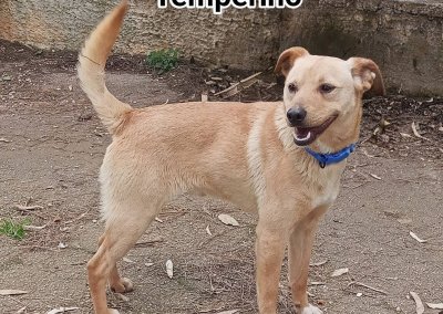 Temperion