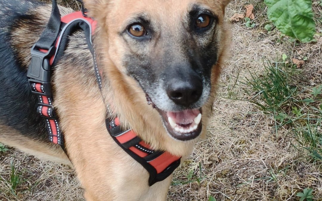 Jara
